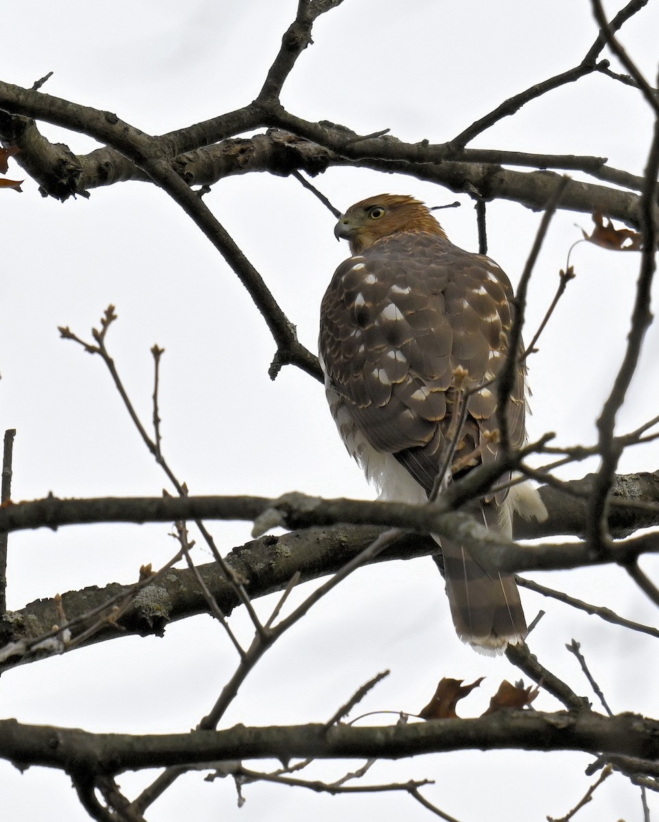 Cooper's Hawk - ML645306877