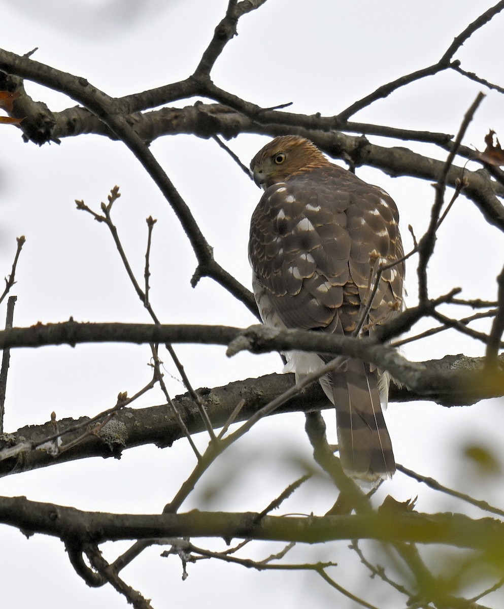 Cooper's Hawk - ML645306891
