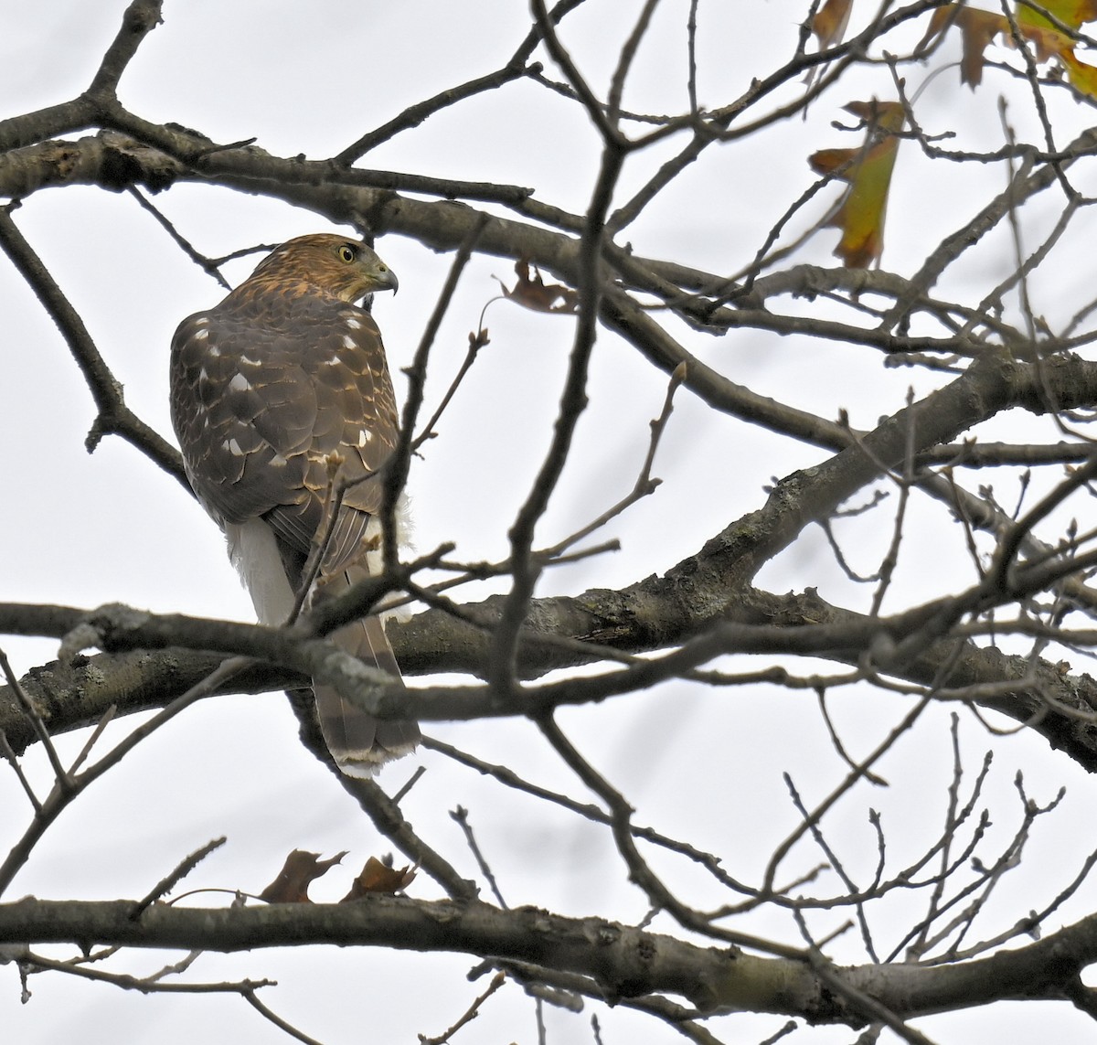 Cooper's Hawk - ML645306900