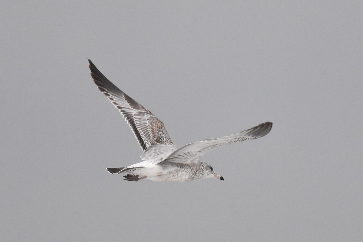 Halkalı Martı - ML645306907