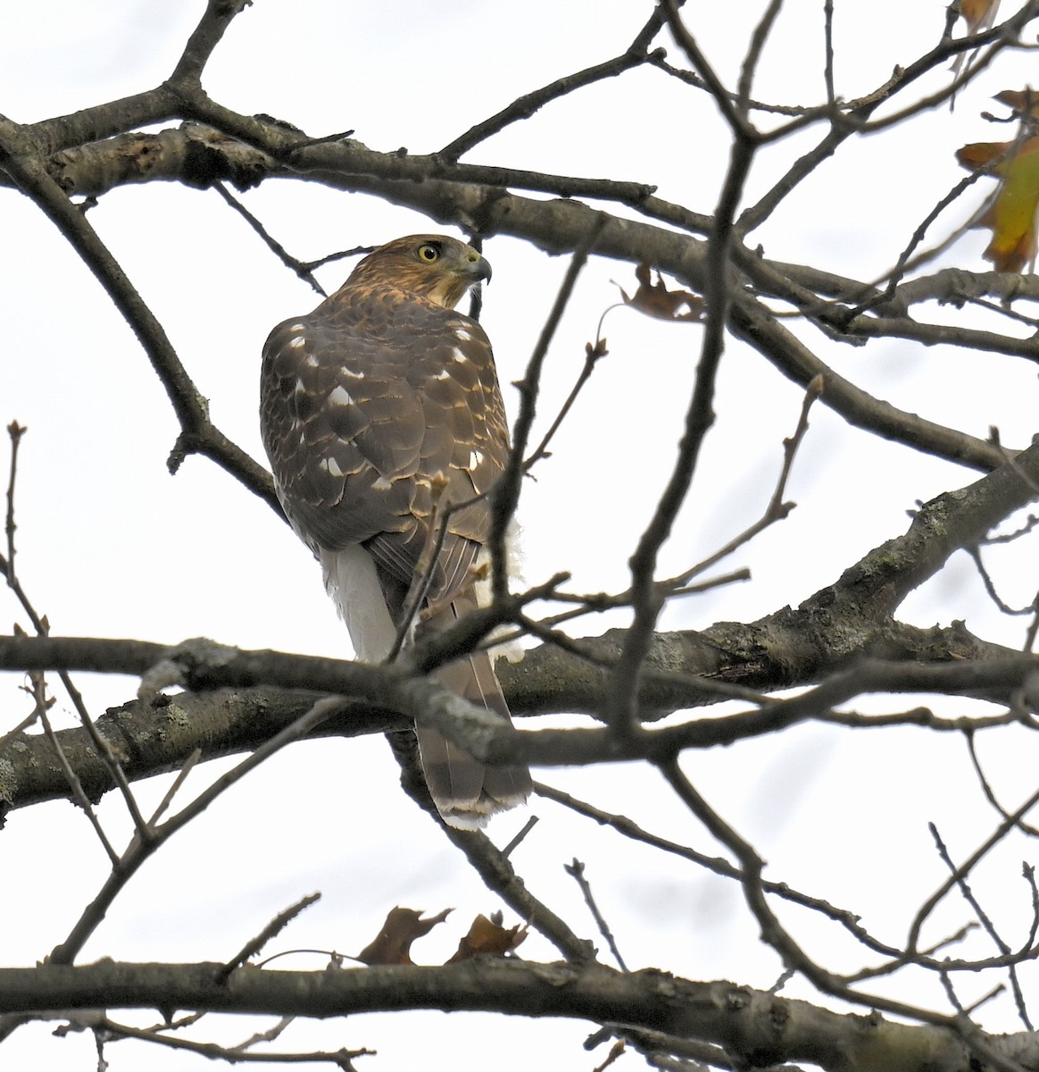Cooper's Hawk - ML645306912