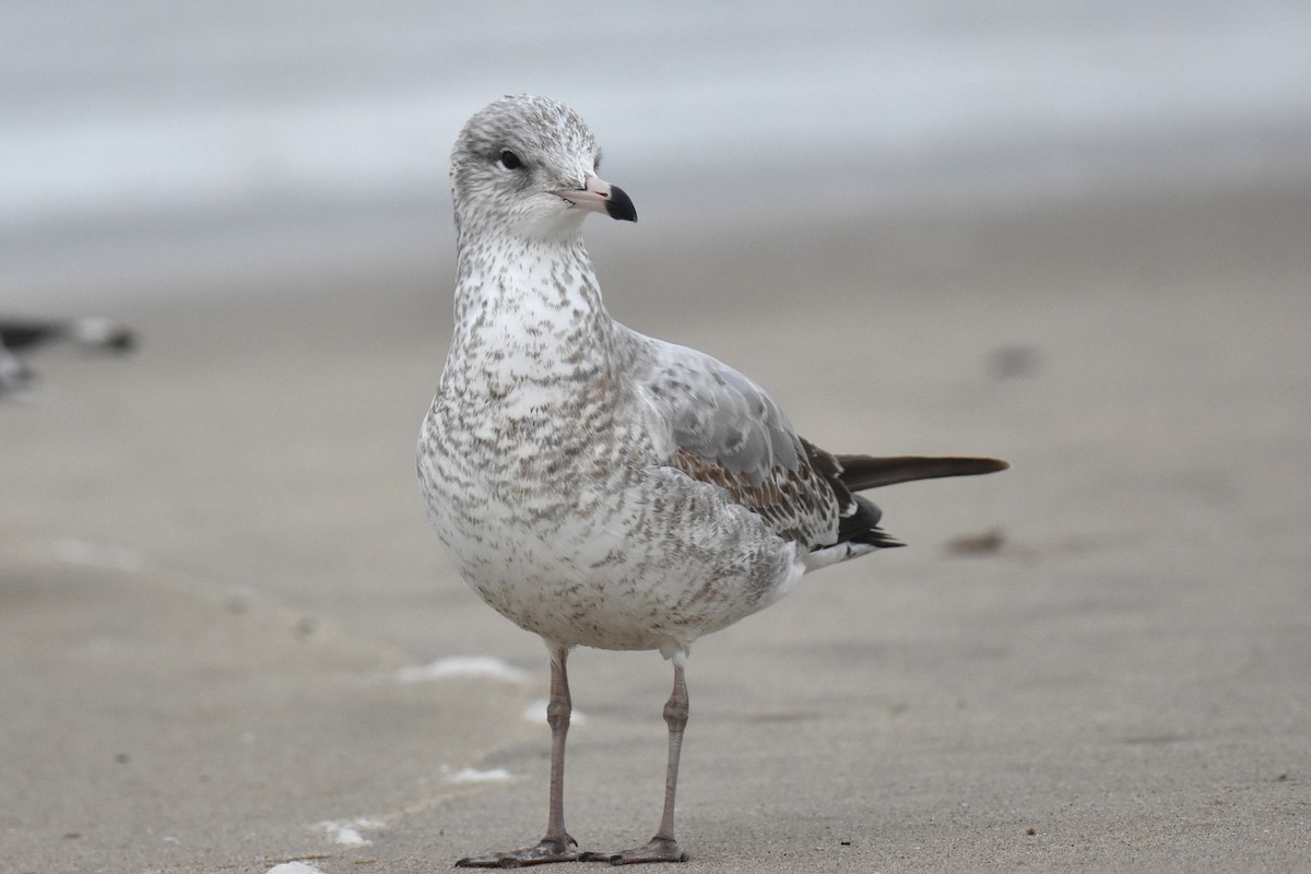 Halkalı Martı - ML645306917