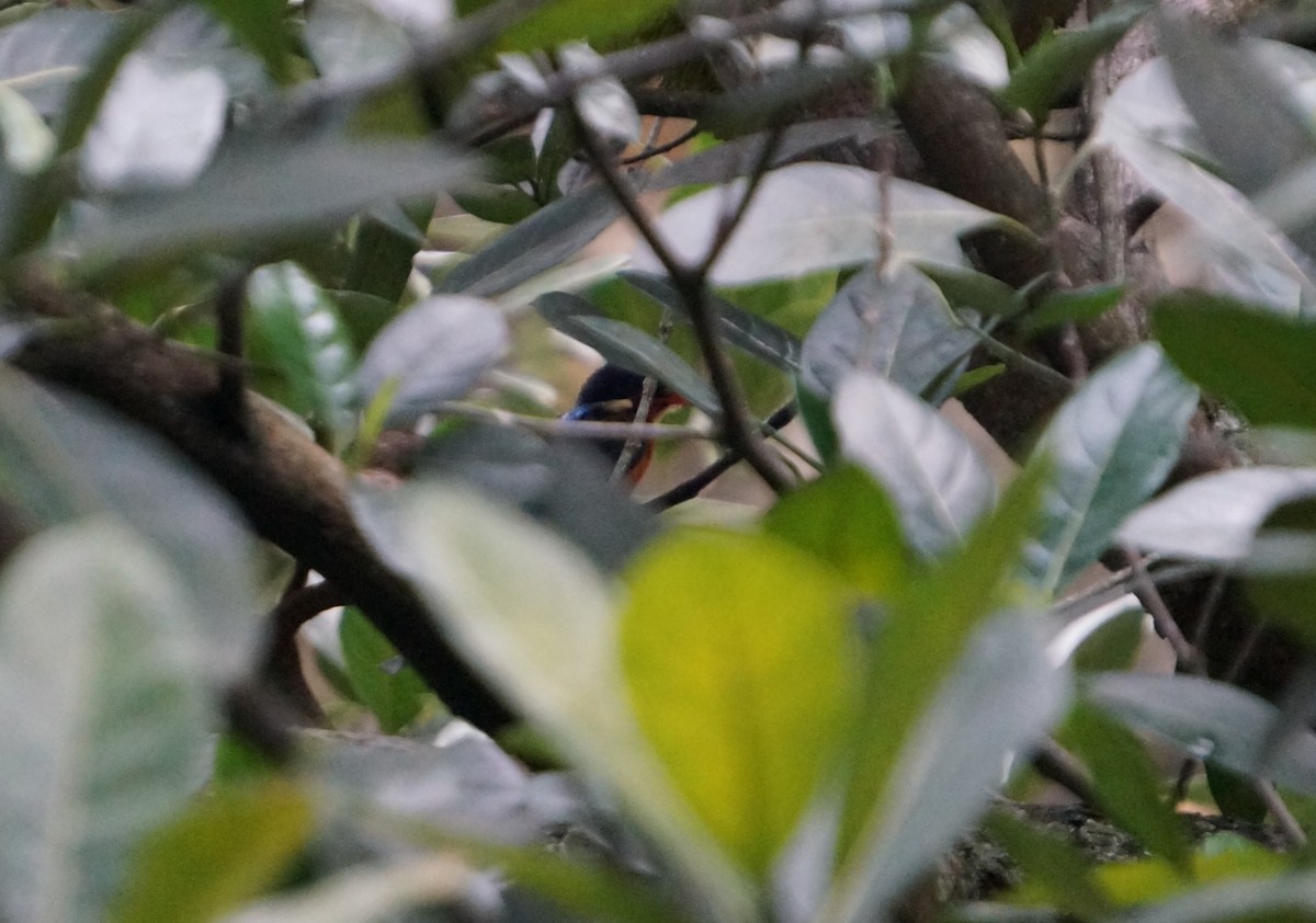 Blue-eared Kingfisher - ML645306918