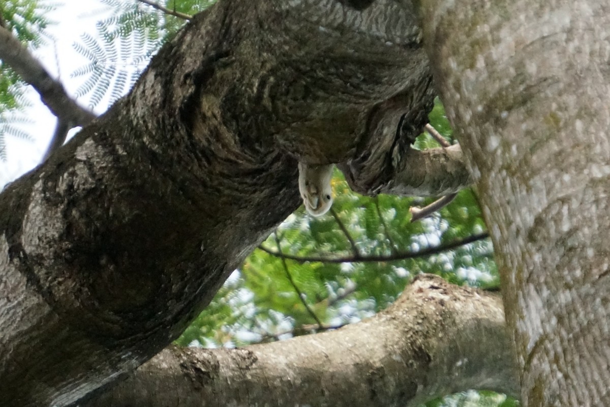 Tanimbar Corella - ML645306926