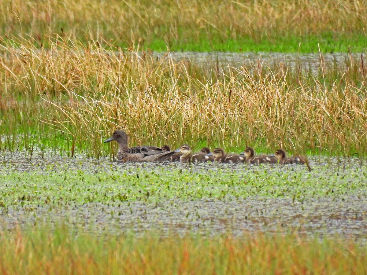 アンデスコガモ - ML645306931