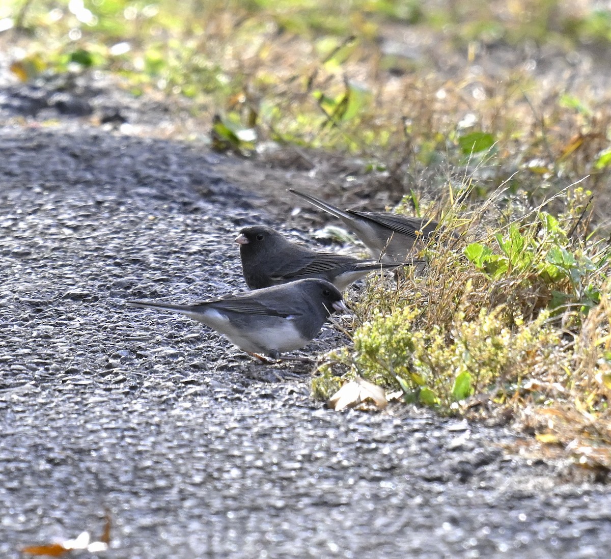 Dark-eyed Junco - ML645306932
