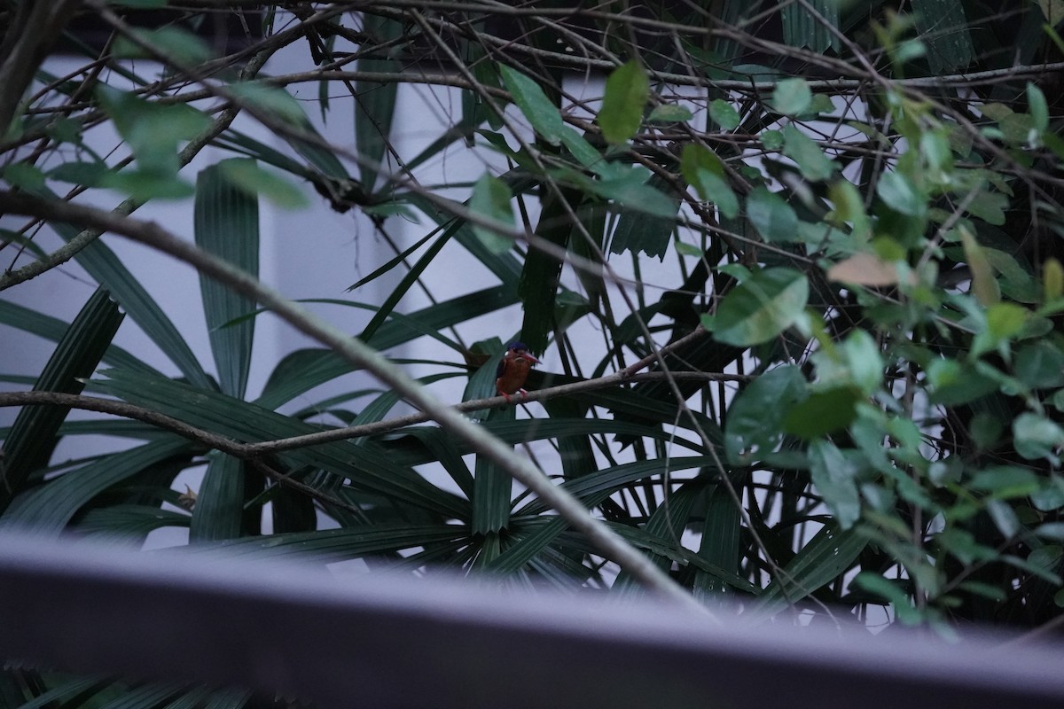 Blue-eared Kingfisher - ML645306939