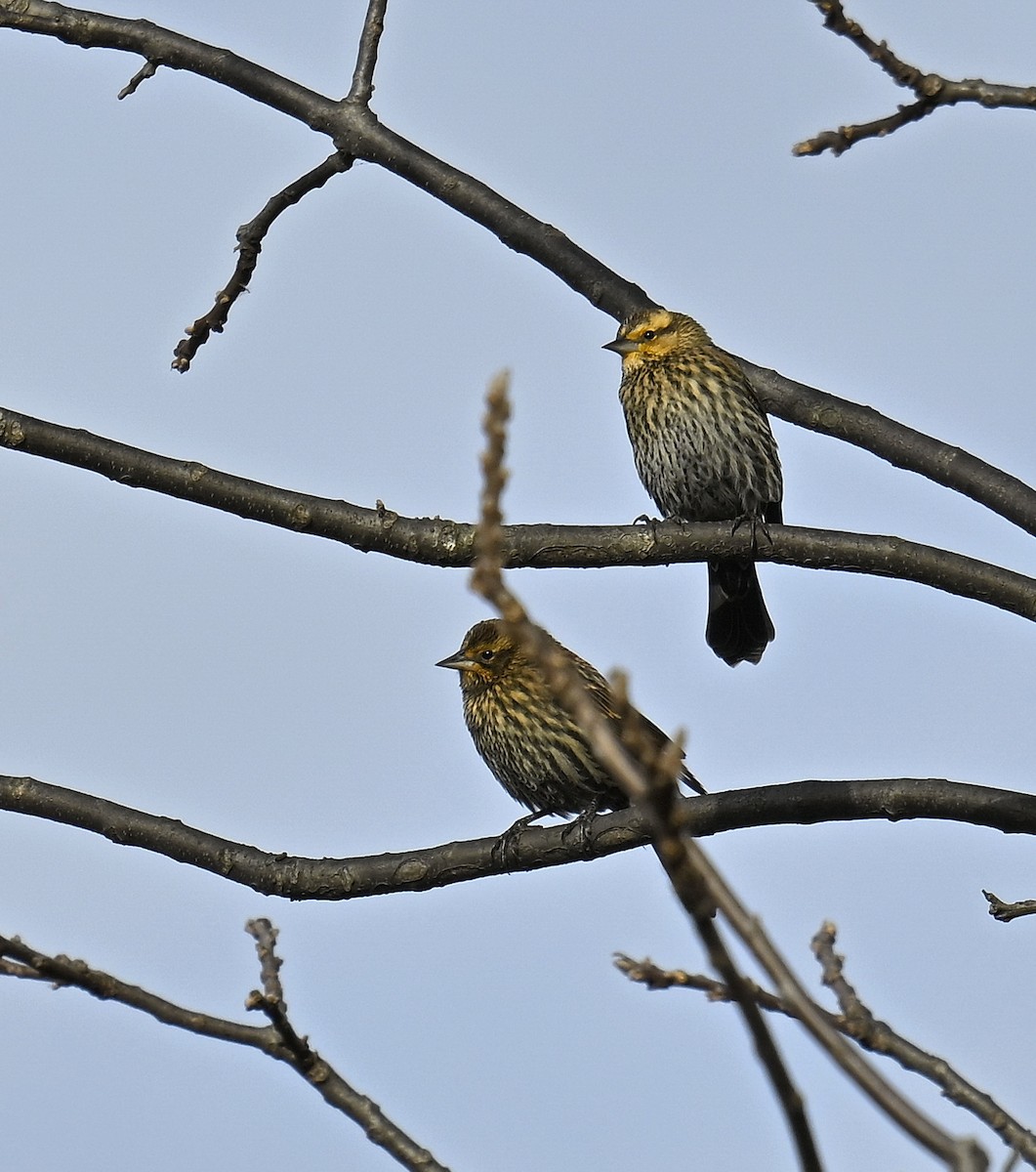 Red-winged Blackbird - ML645306943