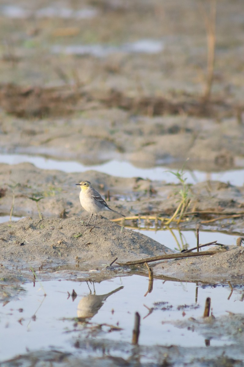 נחליאלי לימוני - ML645306949