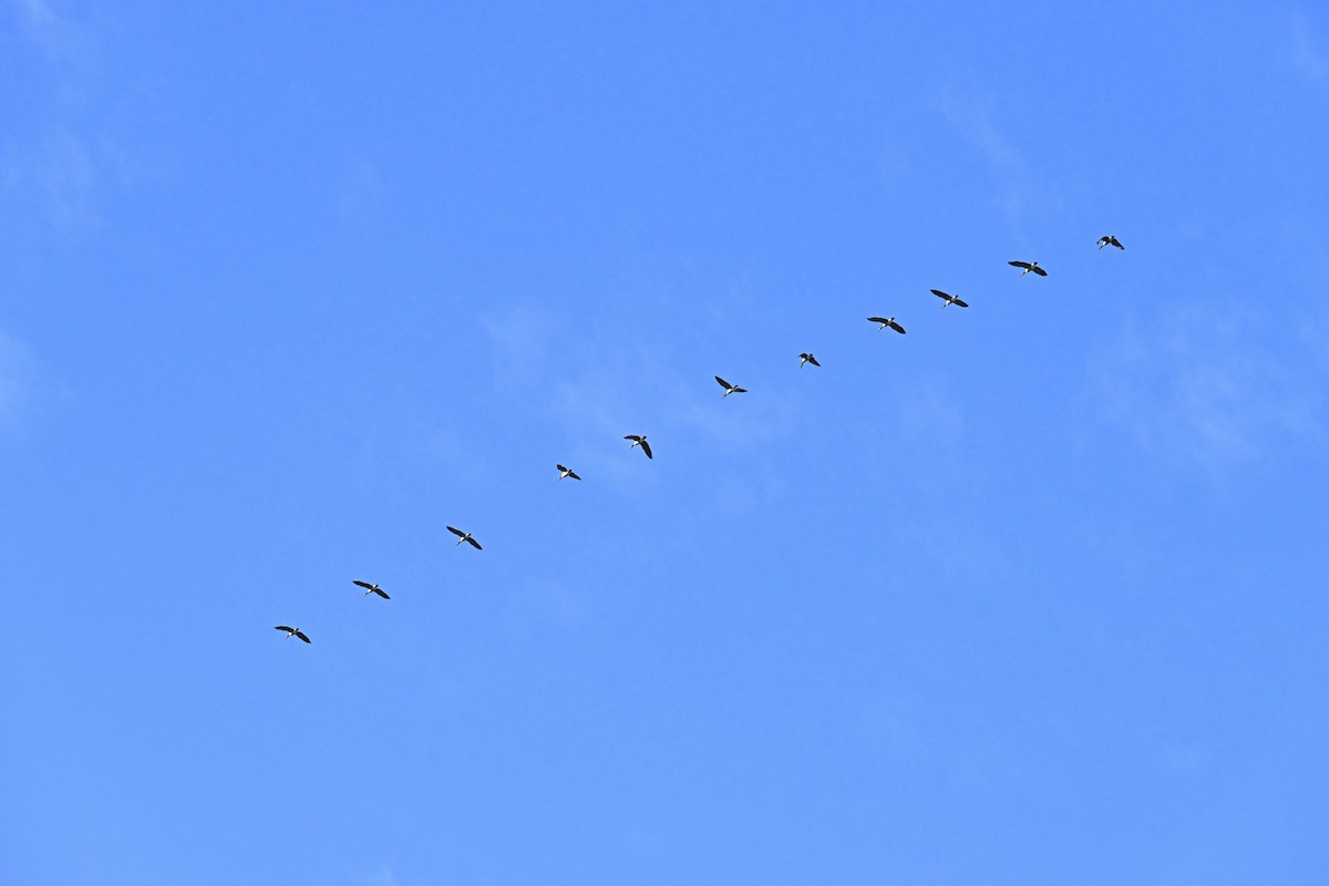 Barnacla Canadiense Grande - ML645306952