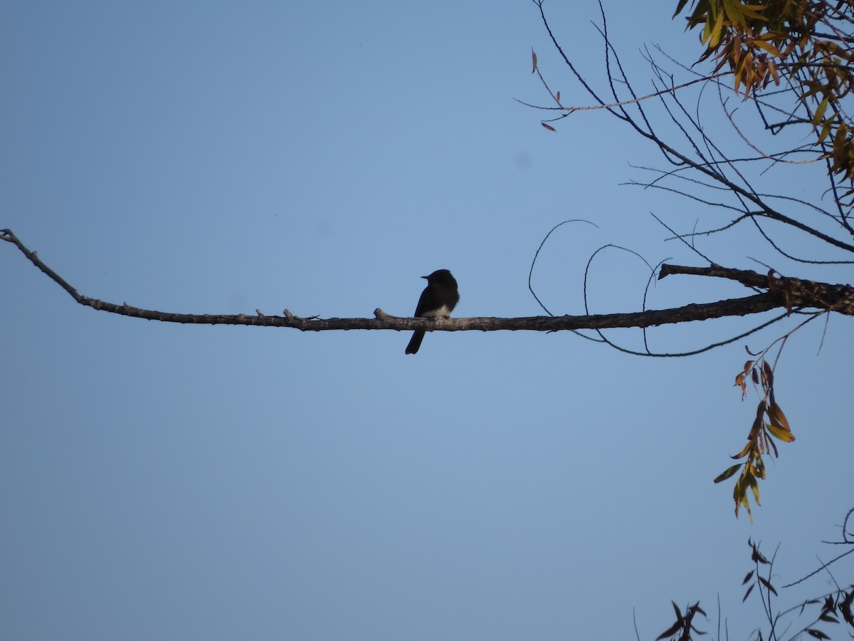 Black Phoebe - ML645306955