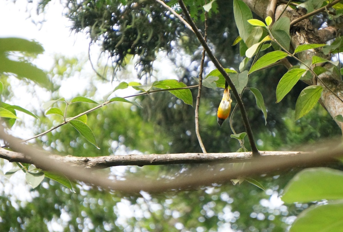 Small Minivet - ML645306960