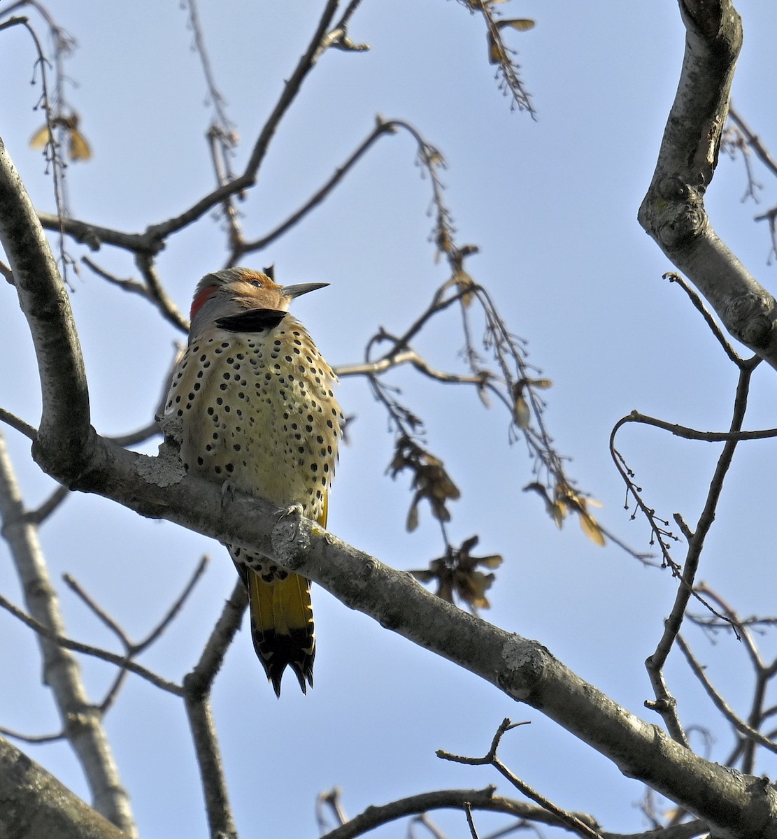 Northern Flicker - ML645306967