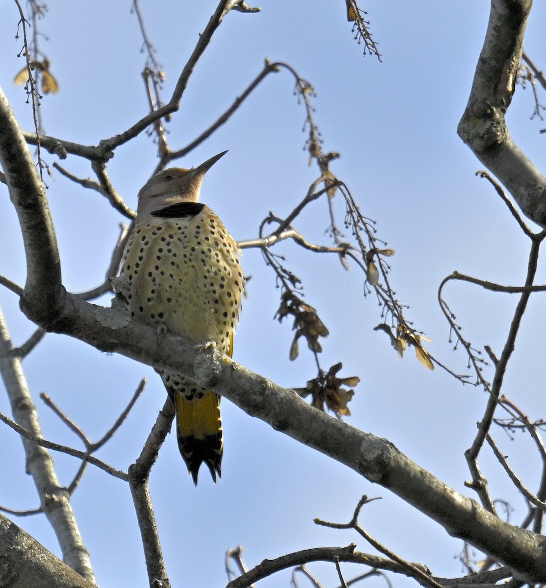 Northern Flicker - ML645306968