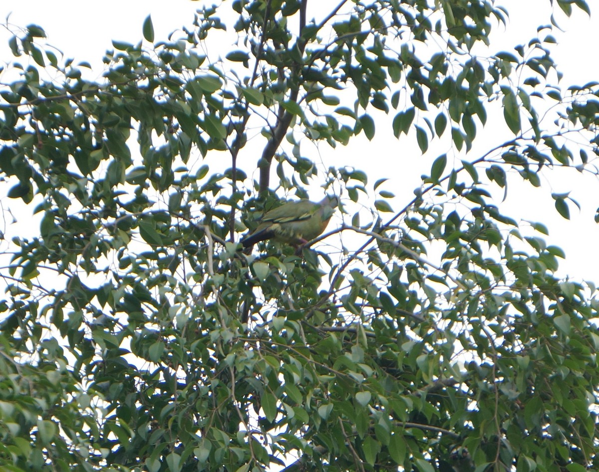 Pink-necked Green-Pigeon - ML645306978