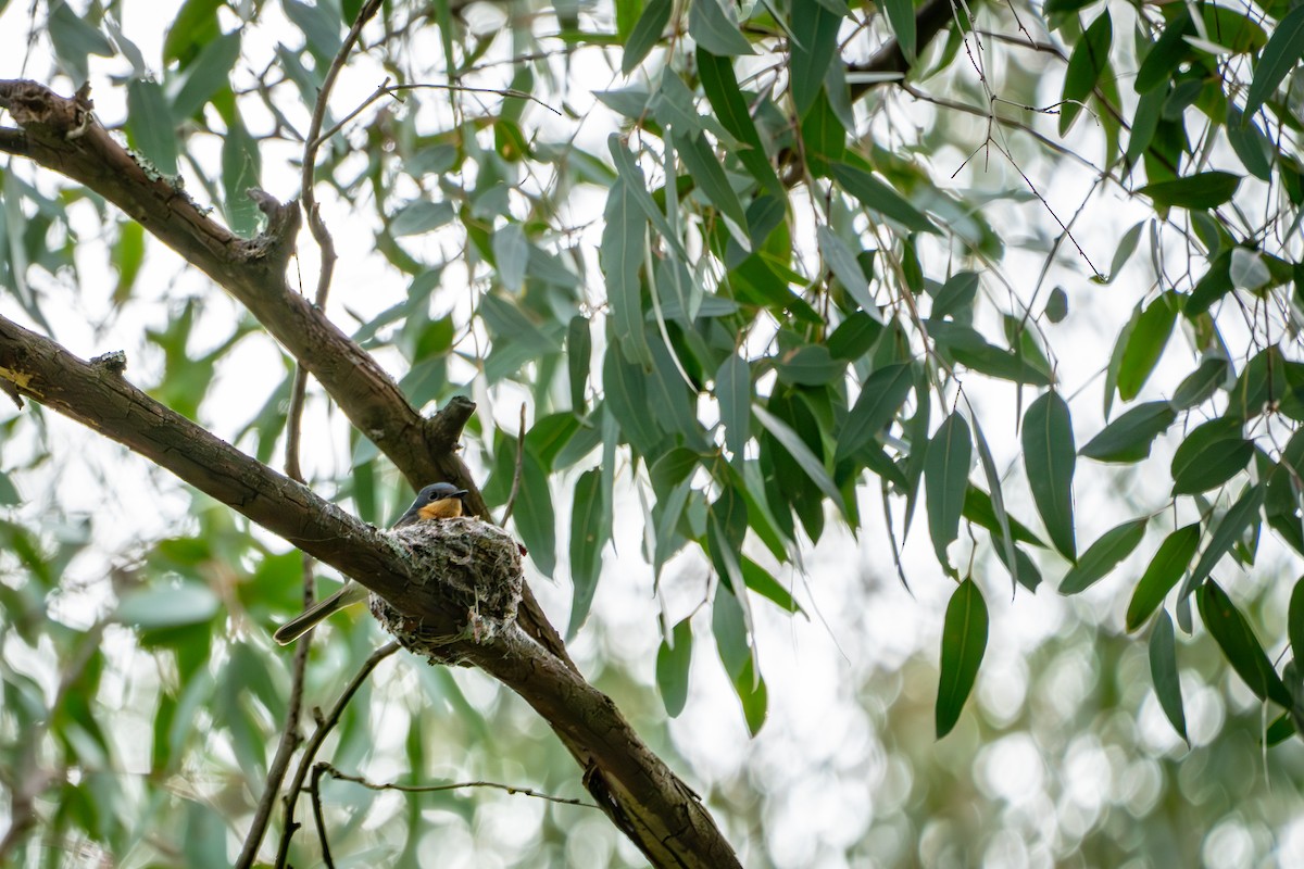 Leaden Flycatcher - ML645306981