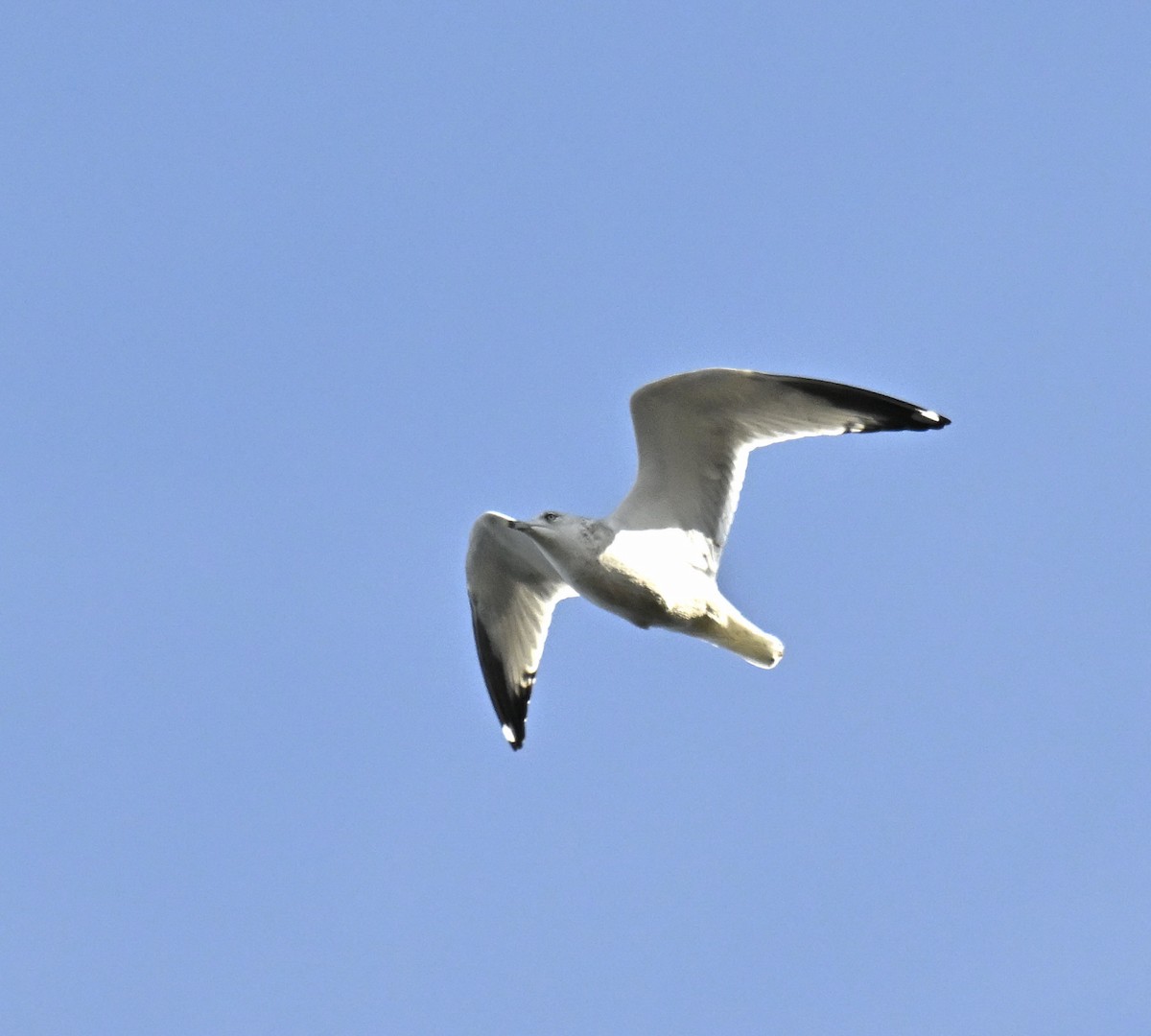 Halkalı Martı - ML645306985