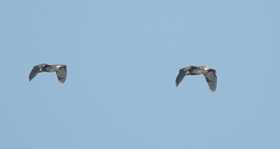 Great Blue Heron (Great Blue) - ML645306987