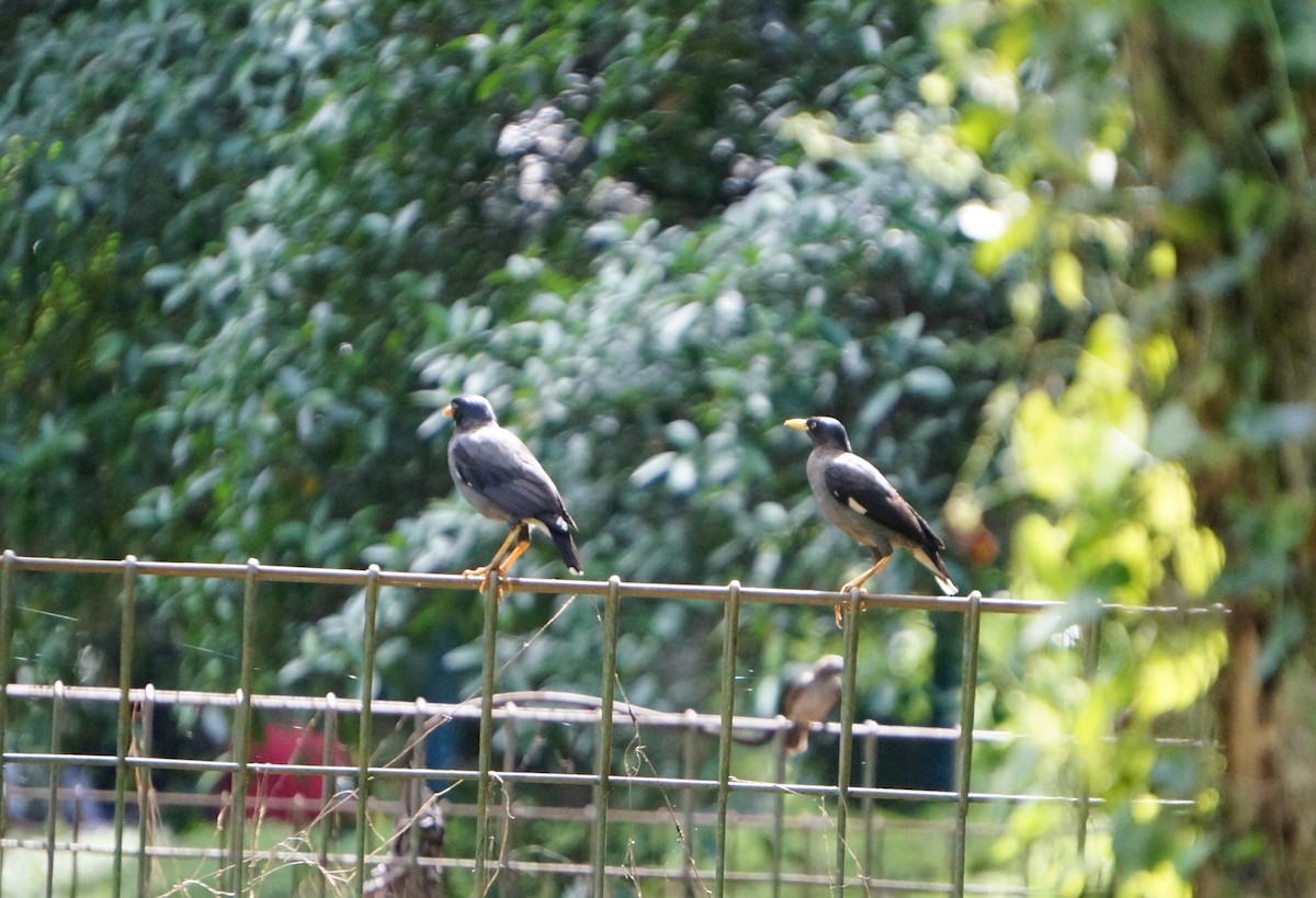 Javan Myna - ML645306988