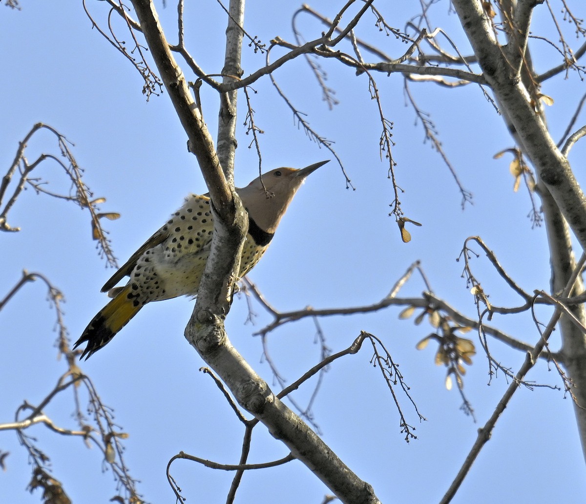 Northern Flicker - ML645306992