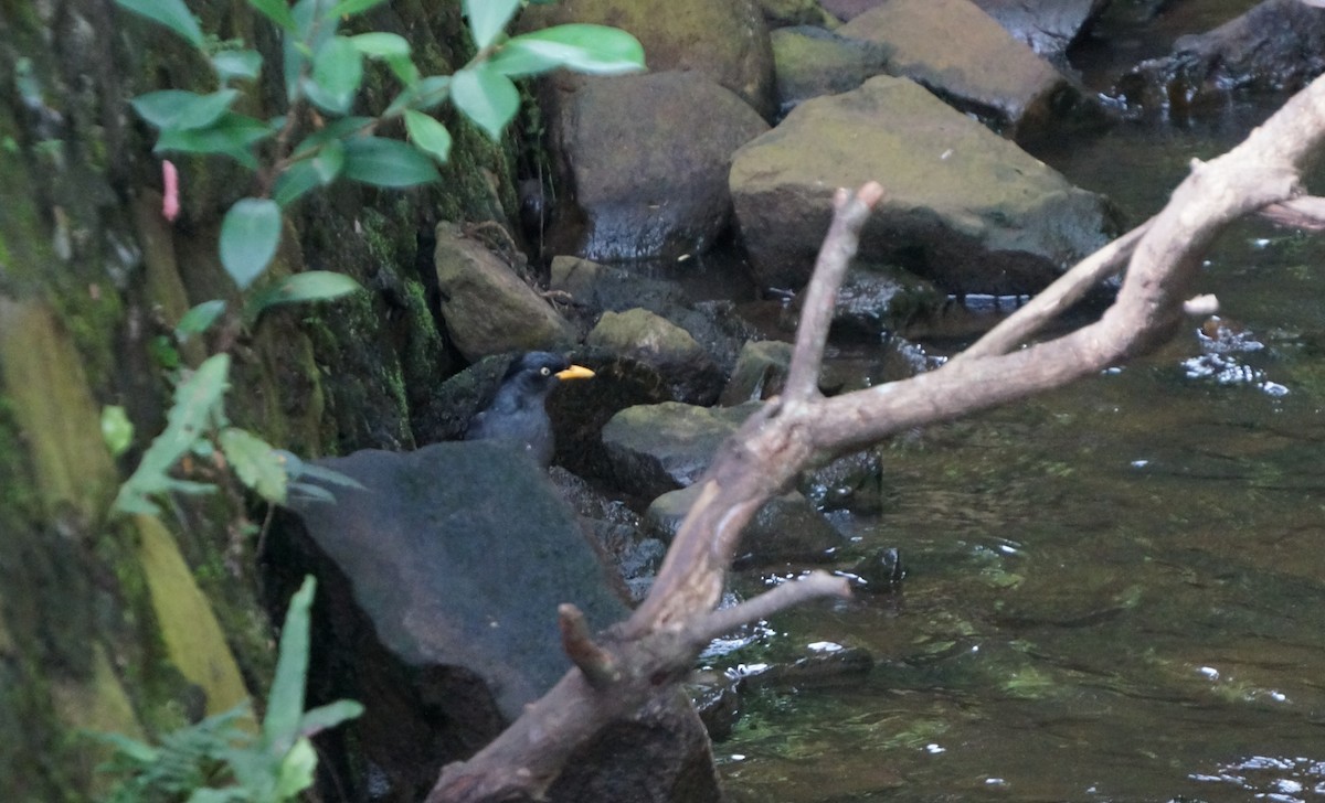 Javan Myna - ML645307002