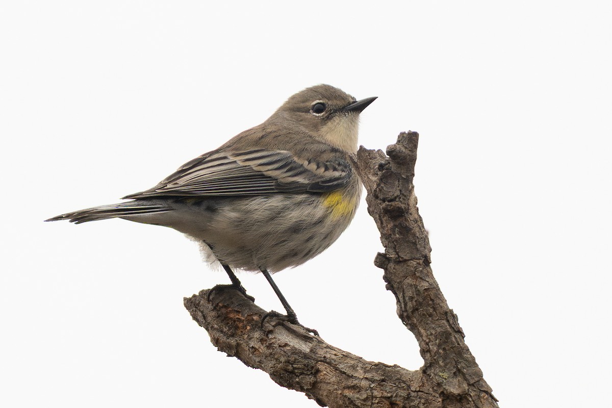 Yellow-rumped Warbler - ML645307005