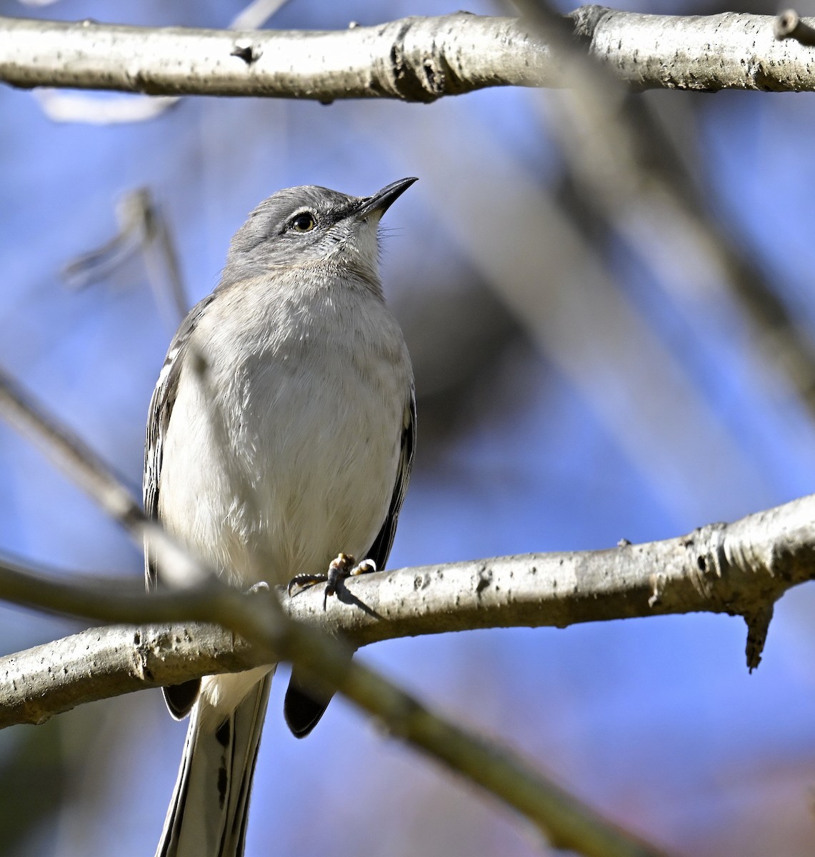 Northern Mockingbird - ML645307008
