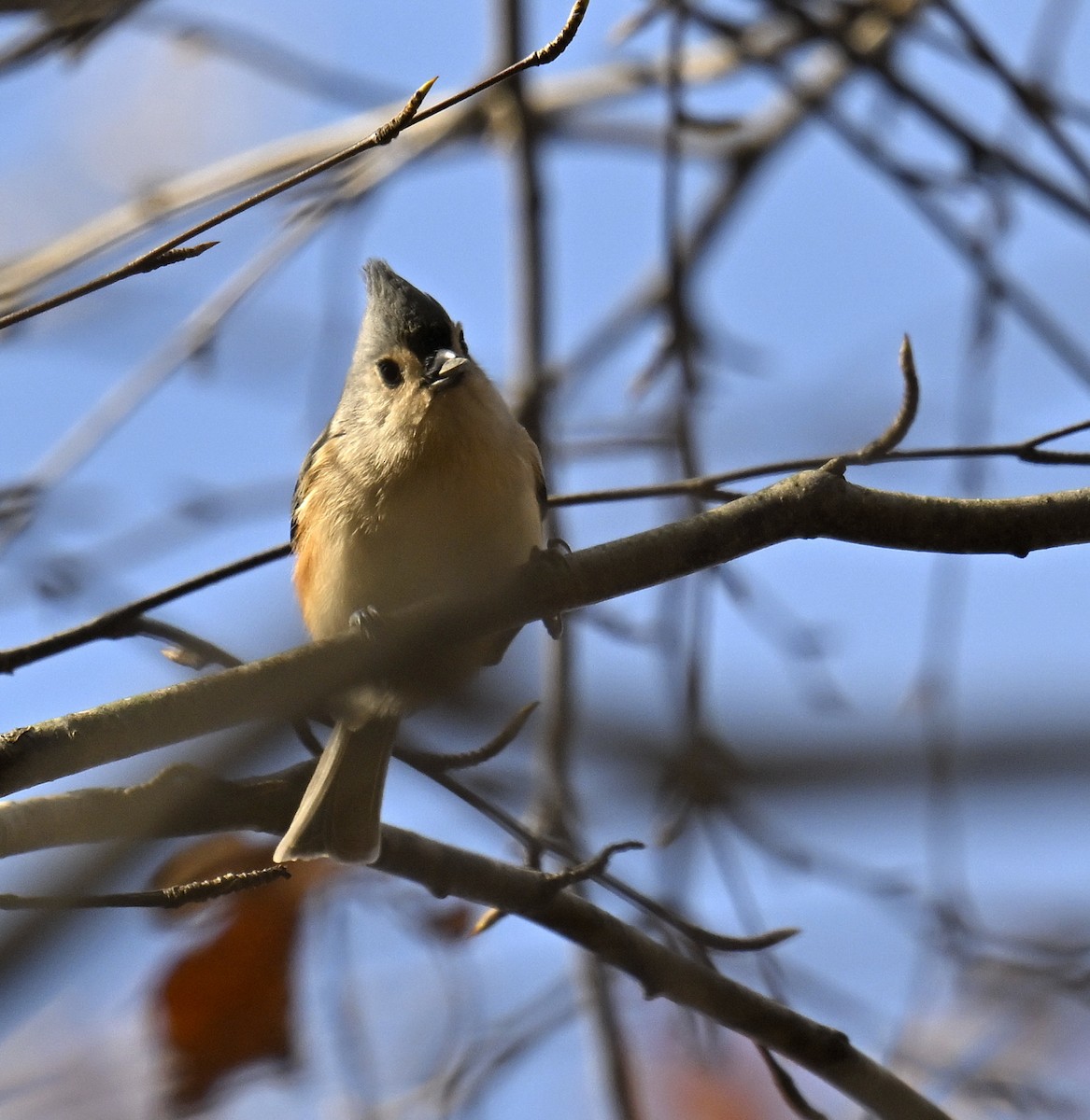 Tufted Titmouse - ML645307011