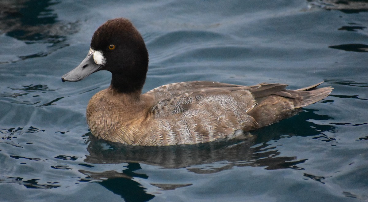 コスズガモ - ML645307015