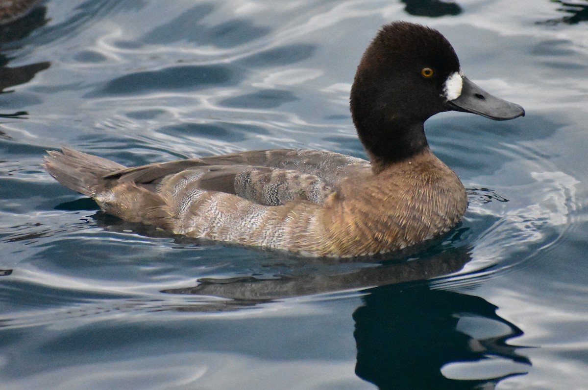 コスズガモ - ML645307023