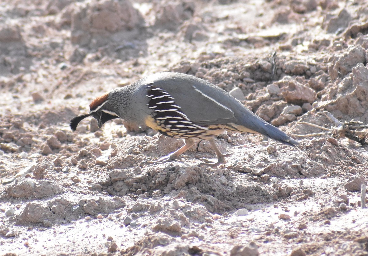 ズアカカンムリウズラ - ML645307025