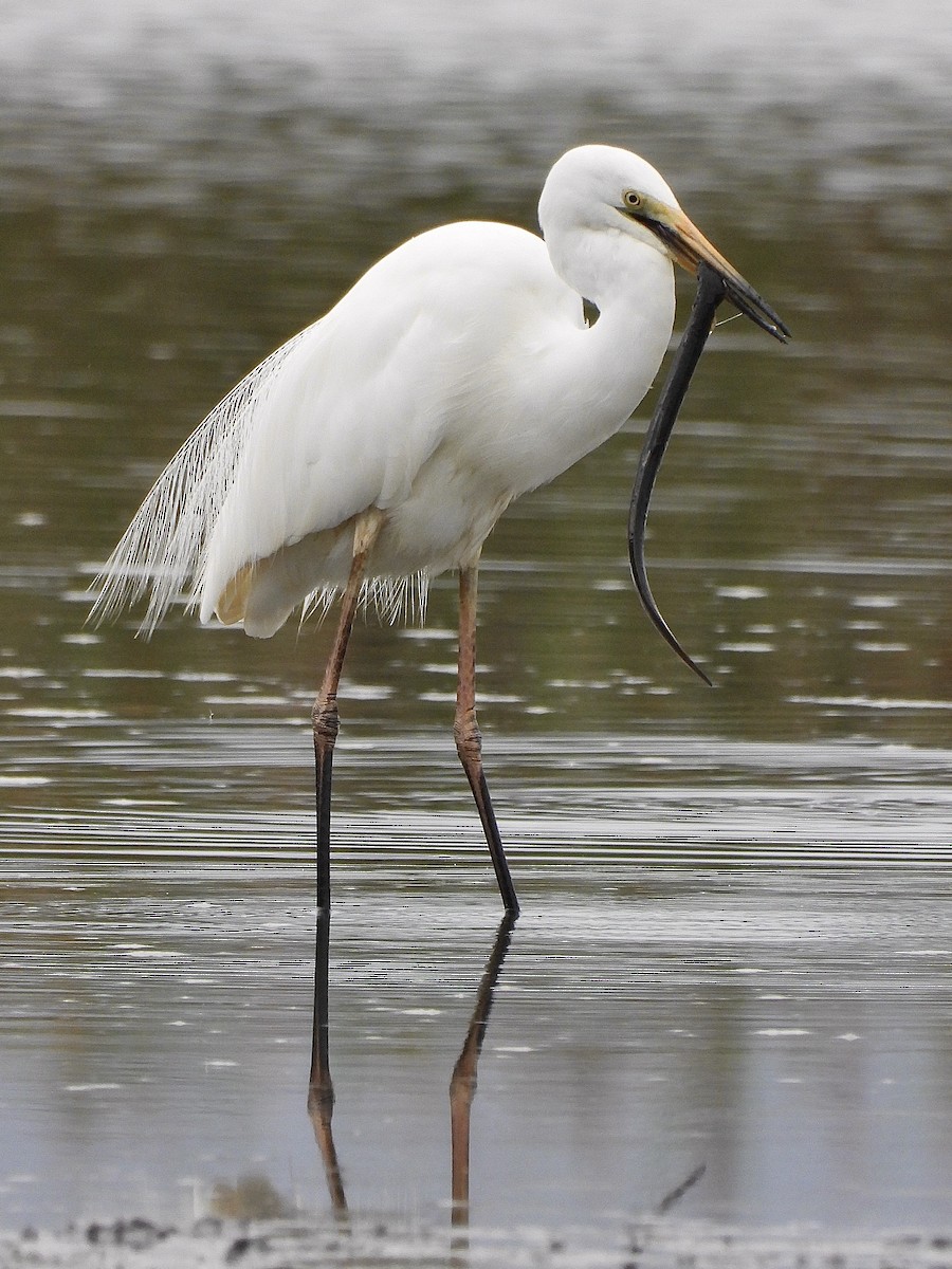 オーストラリアチュウサギ - ML645307026