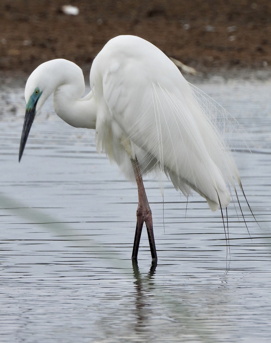 オーストラリアチュウサギ - ML645307027