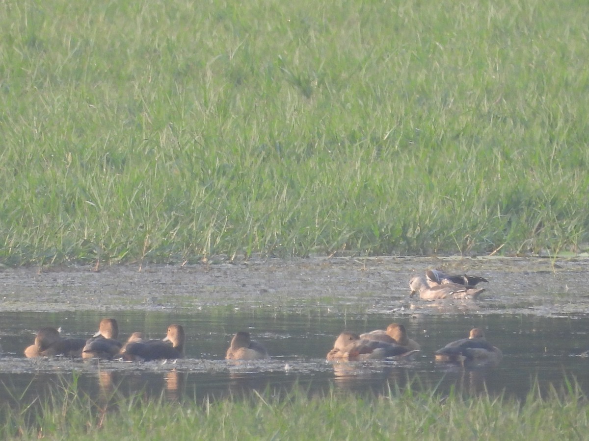 ナンキンオシ - ML645307028