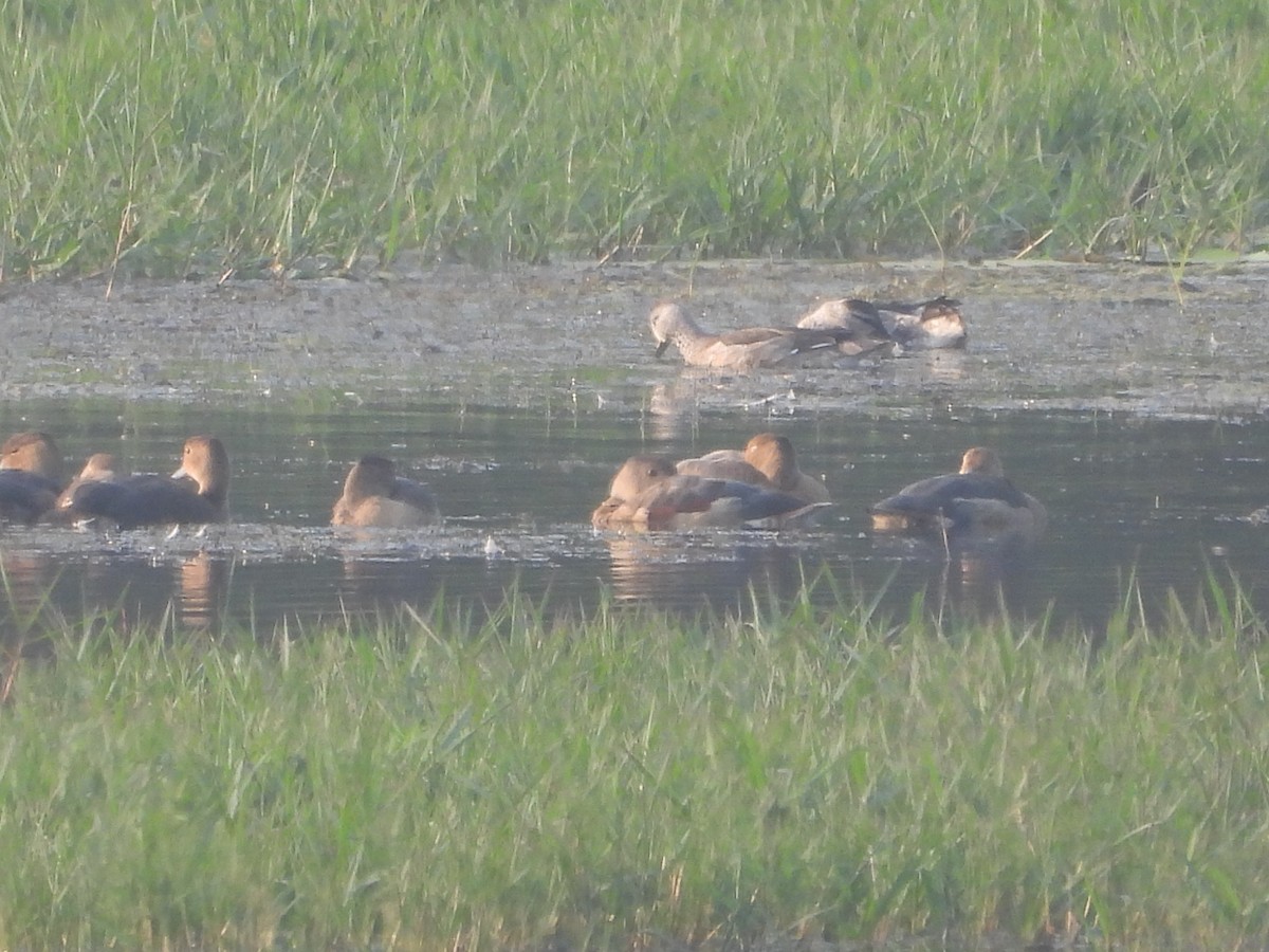 ナンキンオシ - ML645307029