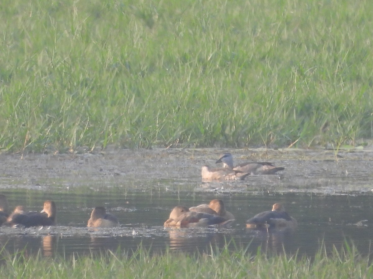 ナンキンオシ - ML645307030