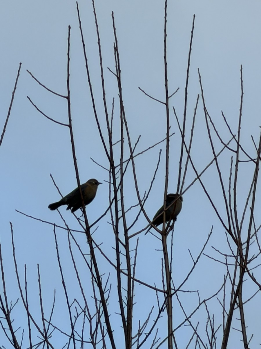 クロムクドリモドキ - ML645307031