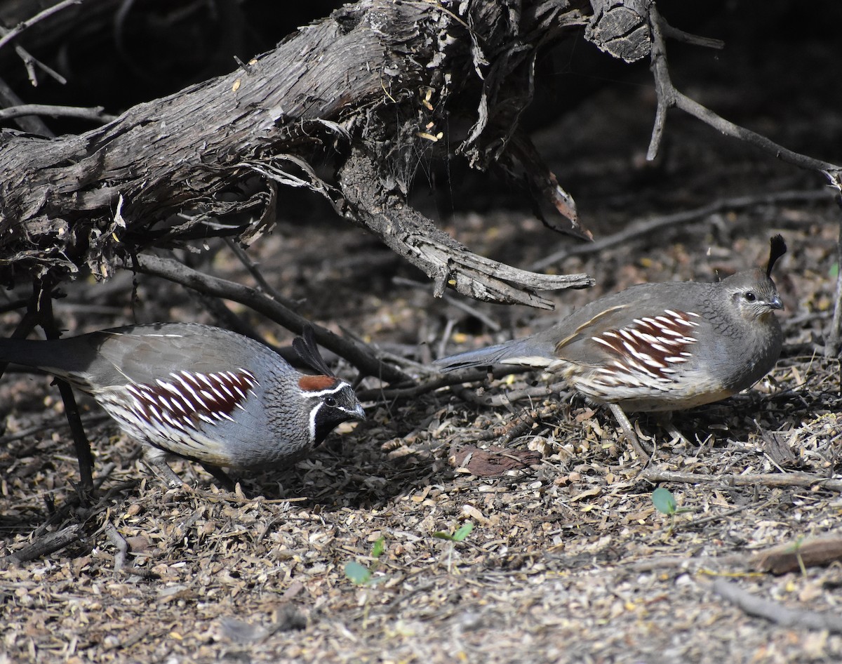 ズアカカンムリウズラ - ML645307038
