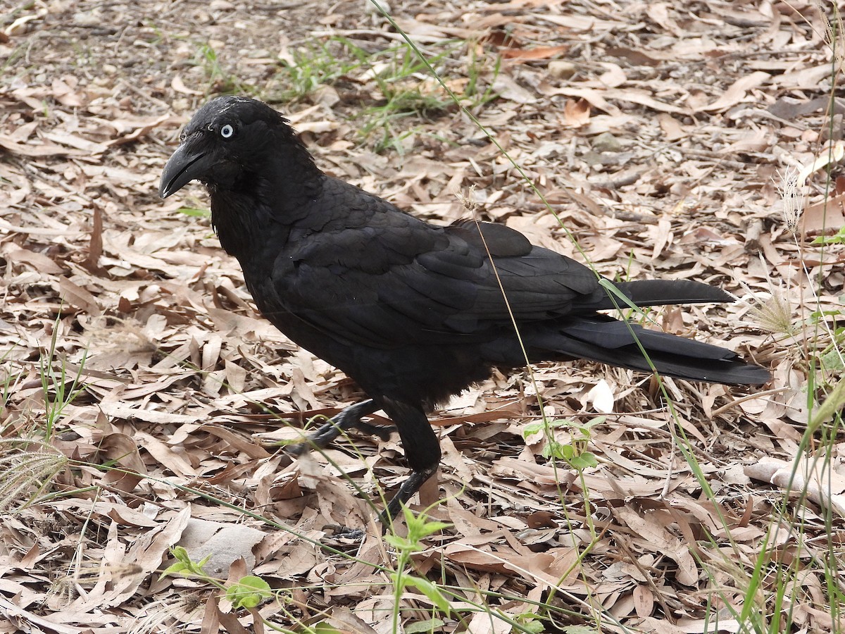 ミナミワタリガラス - ML645307041