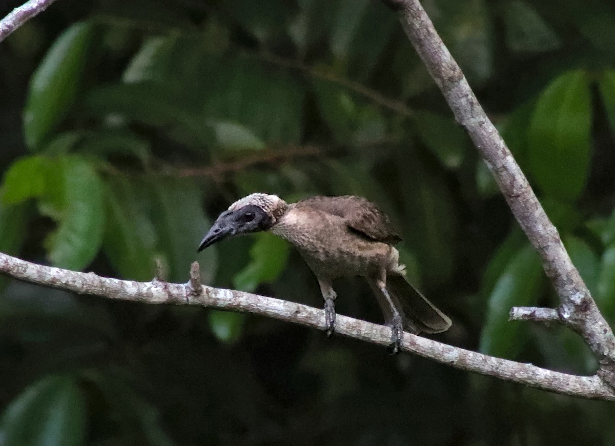 トサカハゲミツスイ（yorki） - ML645307042