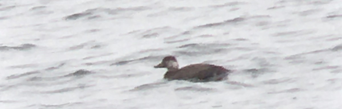 クロガモ - ML645307043