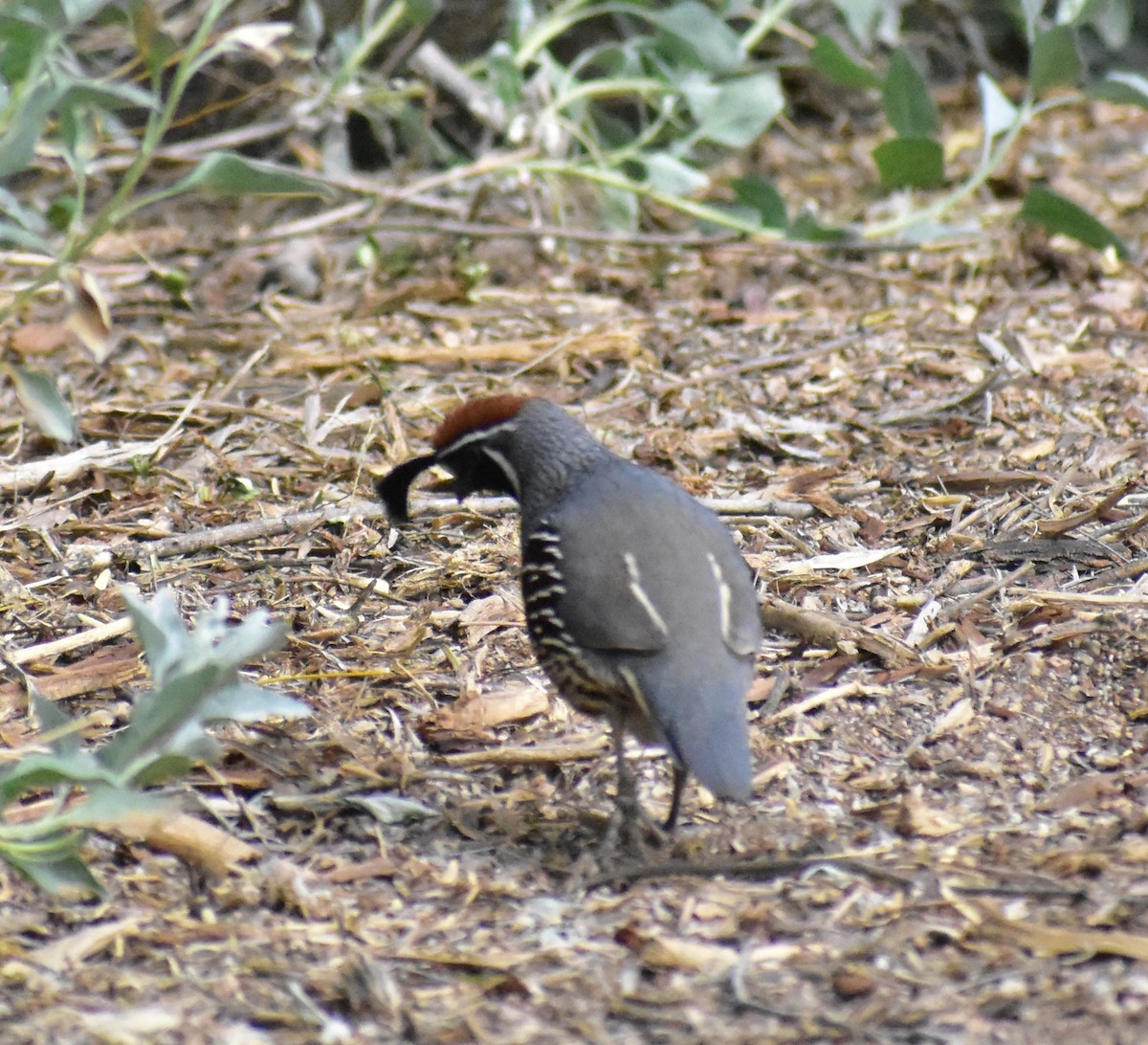 ズアカカンムリウズラ - ML645307044