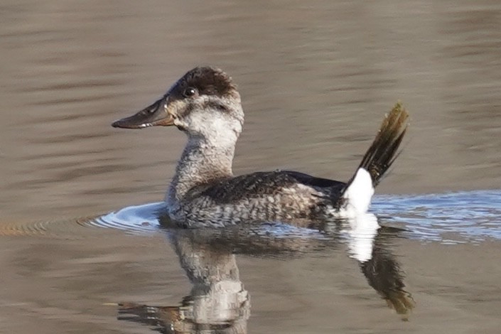 アカオタテガモ - ML645307045