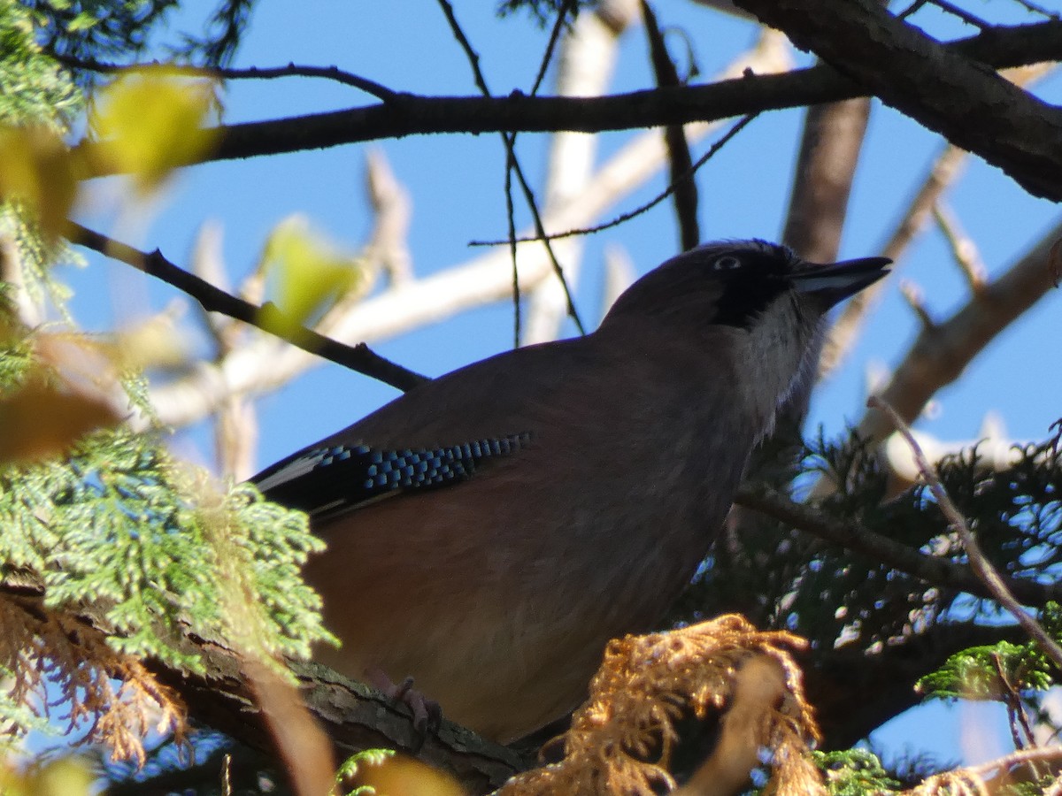 カケス（亜種 カケス／サドカケス／ヤクシマカケス） - ML645307046