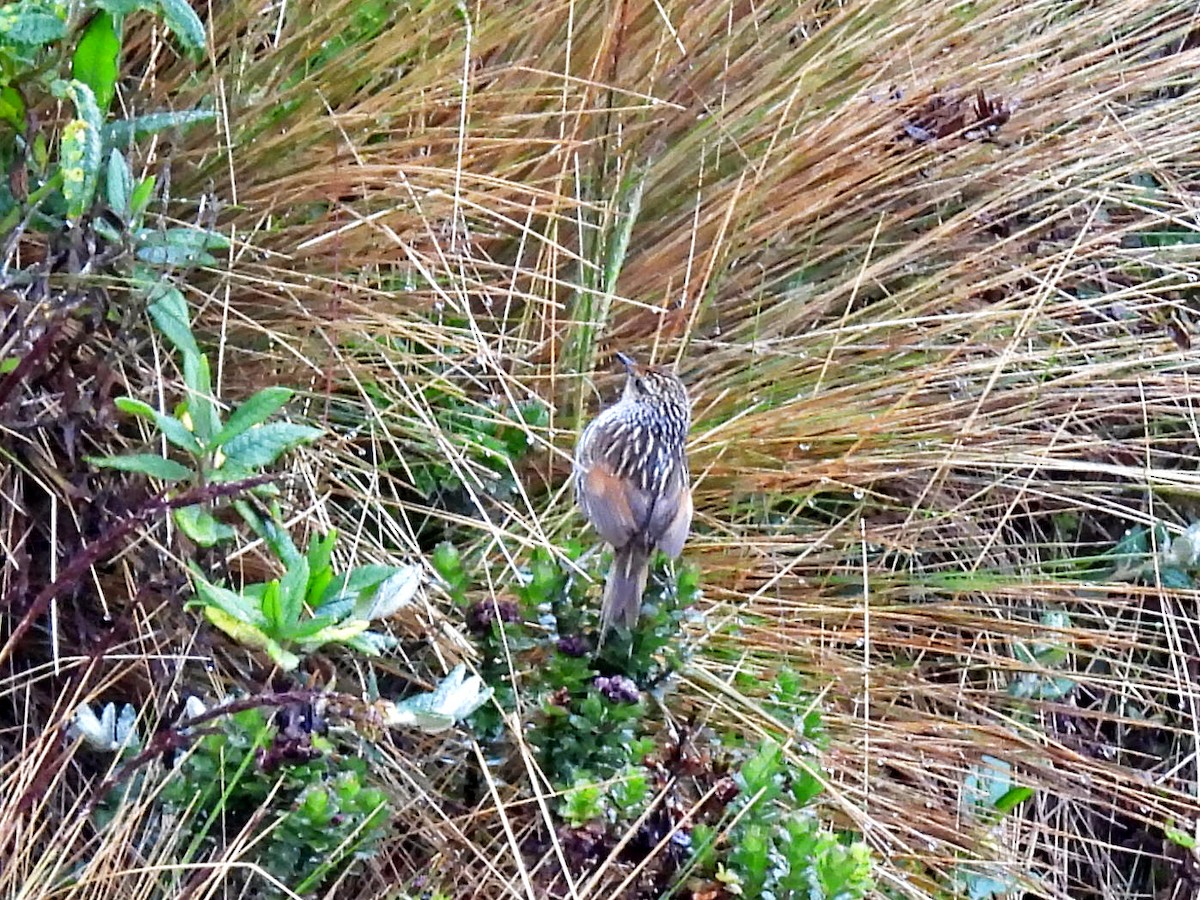 タテジマカマドドリ - ML645307047