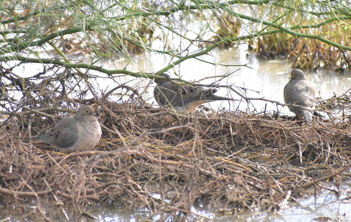 ナゲキバト - ML645307048