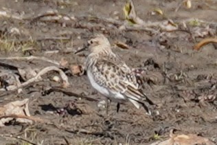 ヒメウズラシギ - ML645307056