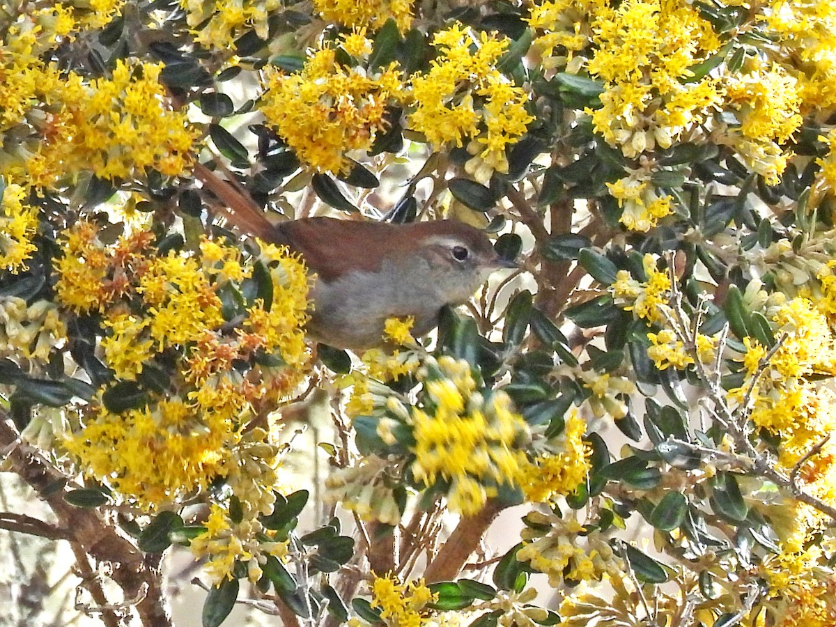 トゲオカマドドリ - ML645307057