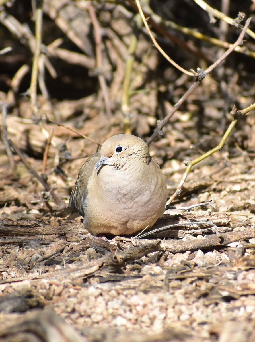 Mourning Dove - ML645307058