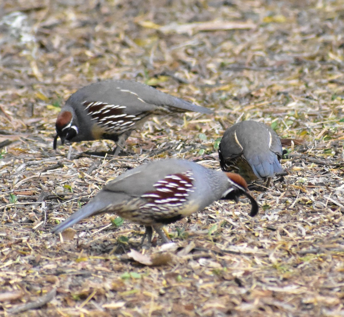 Gambel's Quail - ML645307063